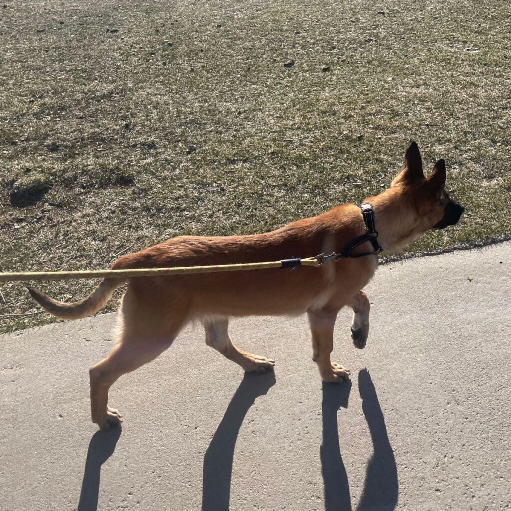 Belgian Malinois walk on the sidewalk, walking with a leash and collar on.